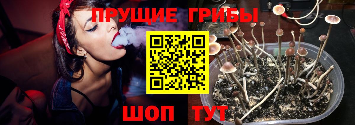 Галлюциногенные грибы Psilocybine cubensis Кызыл